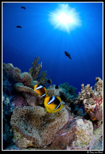 Anemonefish... by Dray Van Beeck 